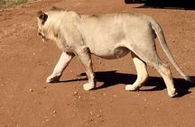 Pilanesberg Game Reserve Guided Day Tour from Johannesburg or Pretoria
