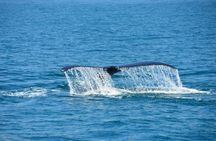 Corcovado National Park One Day Tour