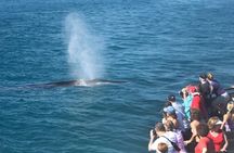 Whale Watching Cruise from Newport Beach