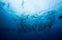 Cabo San Lucas Shopping, Tequila Tasting, and Snorkel Tour