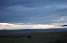Lake Nakuru National Park - Full Day Tour