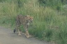 Pilanesberg Game Reserve Guided Day Tour from Johannesburg or Pretoria