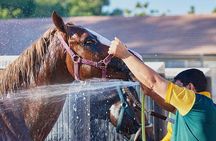 Racehorse Stable tour with Breakfast