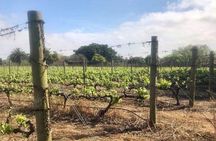 African Story Wine Tours in the Cape Winelands