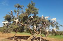 Private Day Trip from Marrakech to Essaouira City