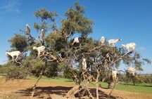 Full-Day Tour to Essaouira - The Ancient Mogador City from Marrakech
