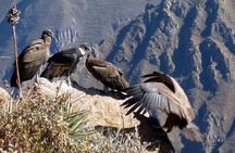 Fullday Colca Canyon with lunch from Arequipa