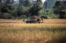 Savor the Countryside: Tours with Authentic Cooking Classes"
