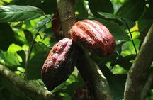 Chocolate Tour and tropical Fruits