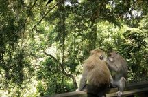 Bali Holy Bathing Ritual and Ubud Highlights tour
