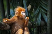 Silver Leaf Monkeys and Firefly Tour with Boat Ride and Seafood Dinner 