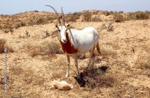HALF-Day Wildlife Tour Through Souss Massa from Agadir