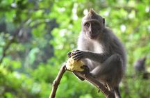 Bali Sensational: Ubud and Tanah Lot Temple Tour