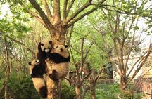 All-Inclusive Chengdu Highlight Panda Trip and Customizable Sites