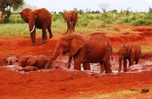 Giraffe Center and David Sheldrick Elephant Orphanage Tour