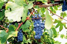 Full Day Small Group Pompeii Tour from Sorrento with Local Wine Tasting