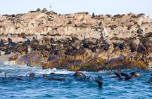 Marine Big 5 Safari full day trip from Cape Town