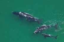 Marine Big 5 Safari full day trip from Cape Town