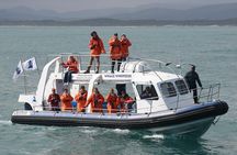 Marine Big 5 Safari full day trip from Cape Town