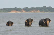 Day Excursions To Udawalawe National Park From Negombo