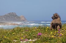 Half day Cape Point Sightseeing Tour with Penguins from Cape Town