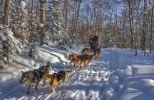 Dog Sledding 1/2 Day Tour from Toronto