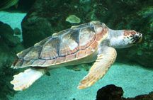 SCUBA DIVE: Kallithea's Underwater Exploration