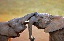 Aquila Safari Game Tour (Groups)