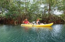 Wildlife and Mangrove Kayaking Tour Río Ora