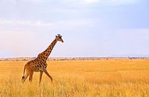 Arusha National Park Private Safari