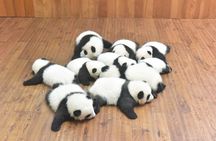 Private One Day Chengdu Panda Tour and Chengdu City visiting