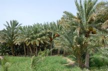 Al Ain City Tour Full-Day with Guide