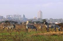  Nairobi National Park–A Safari Adventure at the Edge of the City