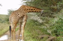Small Group Budget Tour to Hells Gate National Park and Lake Naivasha Boat Ride