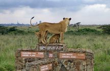  Nairobi National Park–A Safari Adventure at the Edge of the City