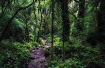 Puerto Varas: Full day Alerce Andino National Park.