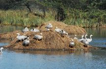 Sultanpur Bird Sanctuary Tour Near Delhi