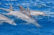 Private Port Stephens Day Trip from Sydney incl Dolphin Cruise