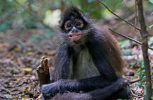Elephant & Monkey Sanctuary Tour from Johannesburg
