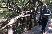 Elephant & Monkey Sanctuary Tour from Johannesburg
