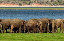 Minneriya Elephant Safari wth Sigiriya & Dambulla Cave Temples Full Day Tour