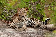 Day Excursion from Colombo to Yala Safari (Leopard Safari Tour)