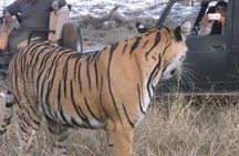 Ranthambhore National Park 