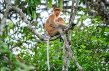 Kinabatangan River Cruise from Sandakan