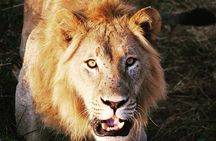 From Kigali: 12 Hour Custom Day trip for game Drive in Akagera NP