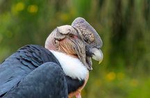 Antisana Volcano Birding & Natural History Condor Tour PRIVATE, all included