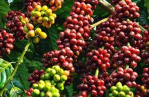 Amazing Coffee full-day tour in Buon Ma Thuot - Daklak