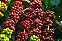 Amazing Coffee full-day tour in Buon Ma Thuot - Daklak