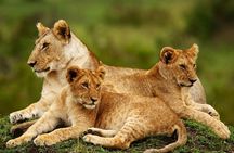 Nairobi National Park, Giraffe Center & Karen Blixen Museum 