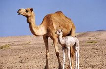 Wahiba Sands&Wadi Bani Khalid desert Safari(Muscat tours) : Tours